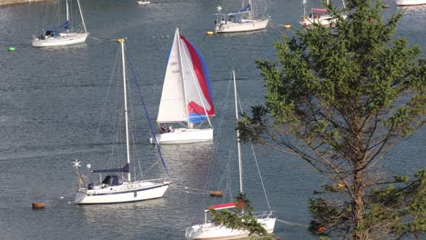 a yacht sailing down the river tamar between devon and cornwall in england on a sunny clear day