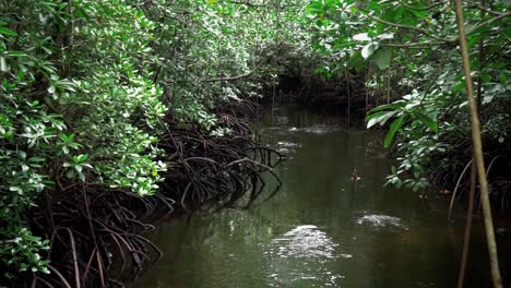 Slow-motion-clip-of-a-river-running-through-mangrove-forest