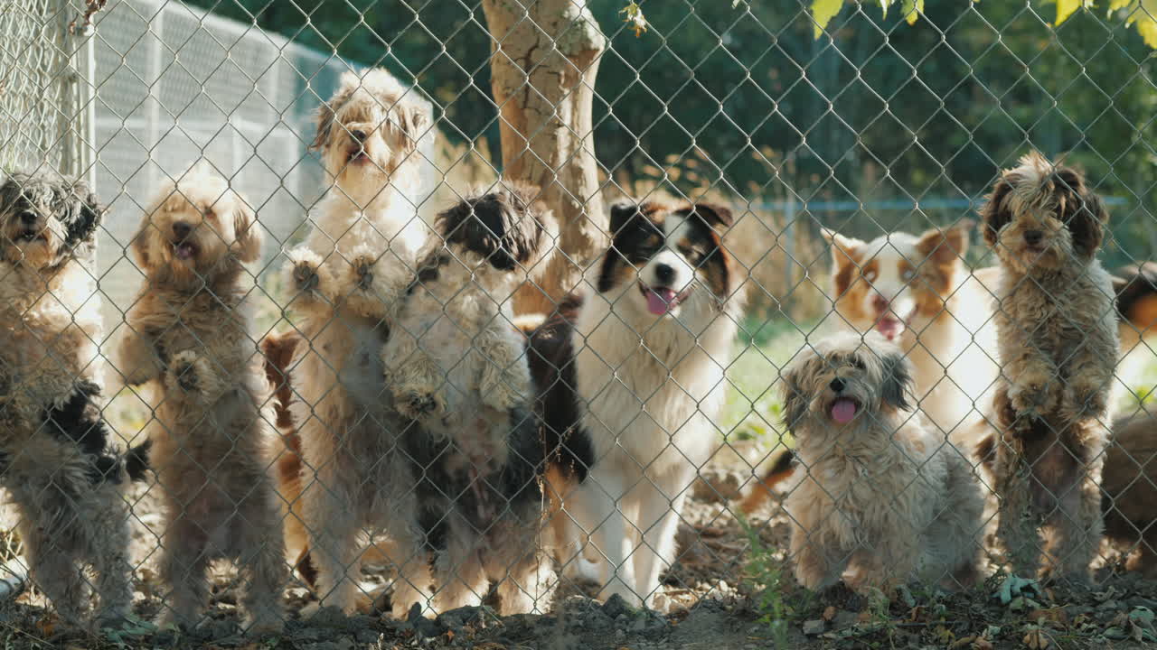 울타리를 통해 찾고 개