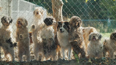 Dogs-Looking-Through-a-Fence