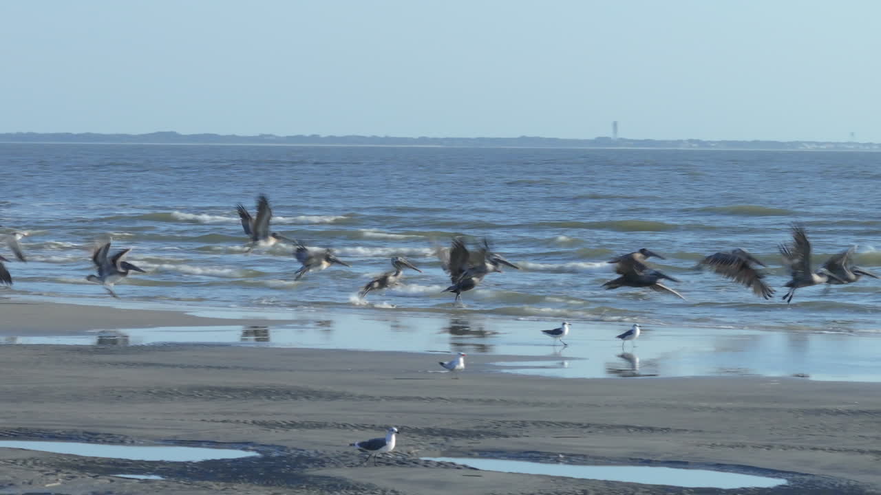 Pelicans and Seagulls on the Beach by a Lighthouse