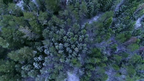 Imágenes-De-Aviones-No-Tripulados-De-Arriba-Hacia-Abajo-De-Bosques-Nevados-De-Invierno