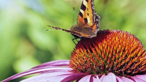 Extreme-Nahaufnahme-Makroaufnahme-Eines-Orangefarbenen-Kleinen-Schildpattschmetterlings,-Der-Nektar-Aus-Lila-Sonnenhut-Auf-Grünem-Hintergrund-Sammelt