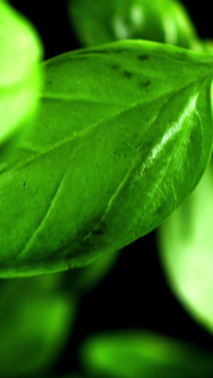 Primo piano di foglie fresche di basilico verde su sfondo nero.