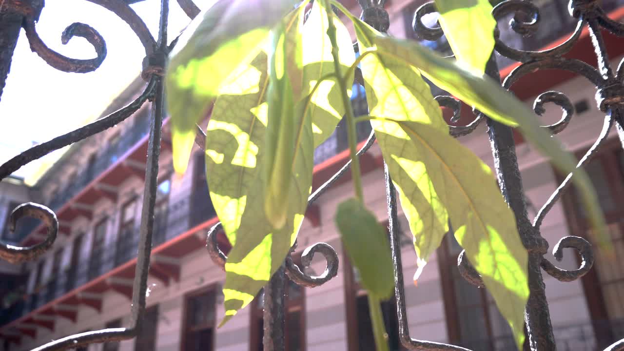 солнечное растение