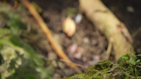 a-brownish-Horsfield's-babbler-bird-is-perched-on-the-grass-with-on-brown-background-too