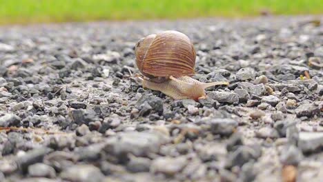 a large snail moving in slow motion over gravel stones