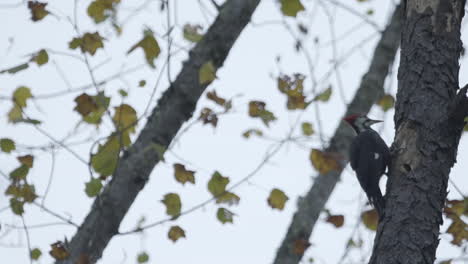 pájaro carpintero picoteando madera, pan de cámara