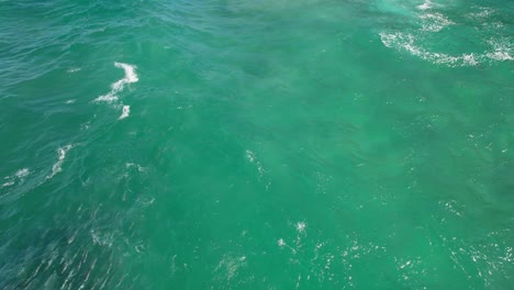 school of mullet fish swimming under surface near fingal headland with waves breaking in nsw, australia