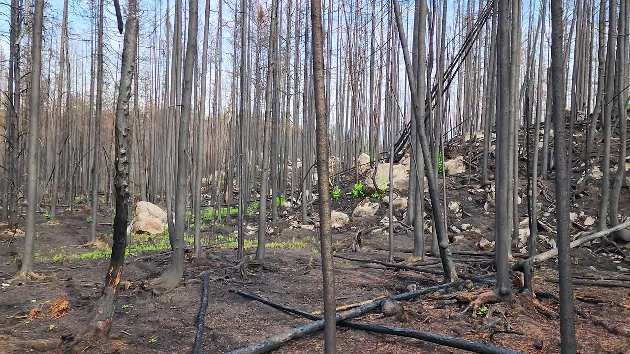 불타버린 숲의 불타버린 줄기에 있는 초록색 식물