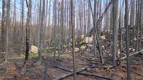 Grüne-Pflanze-Auf-Dem-Verbrannten-Stamm-Im-Verbrannten-Wald