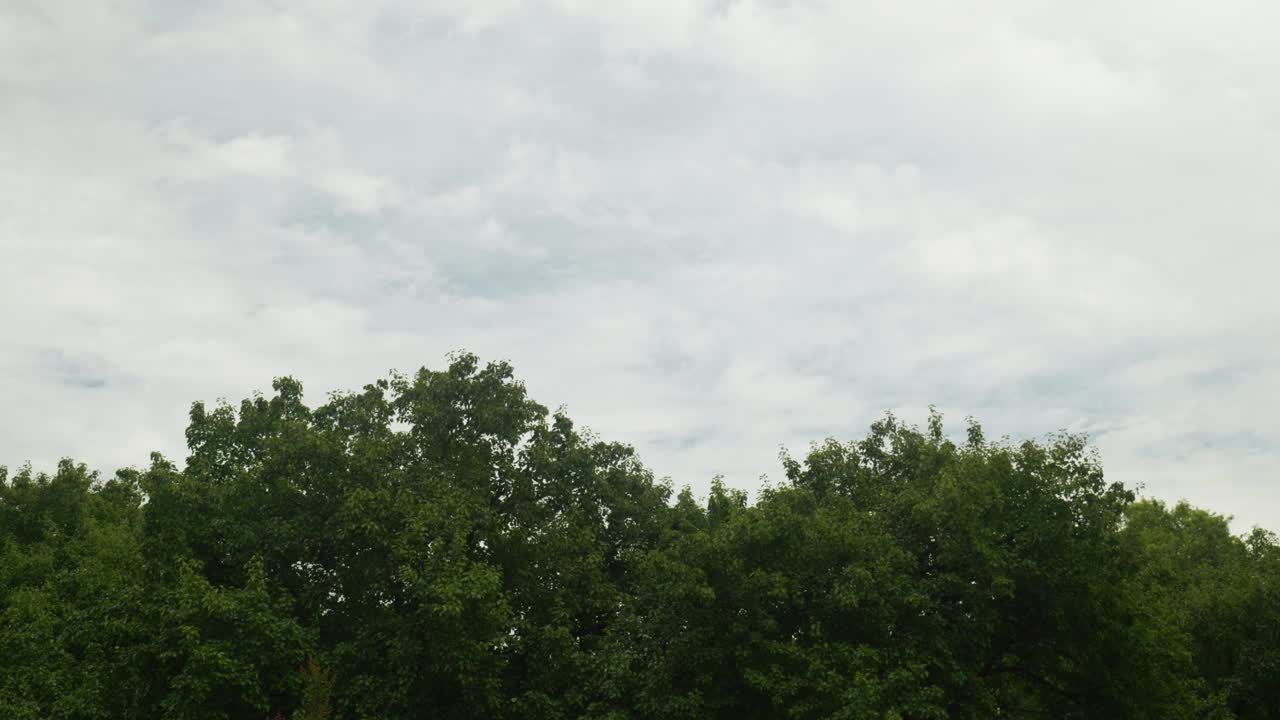 Dancing trees sway in the wind under the vast sky
