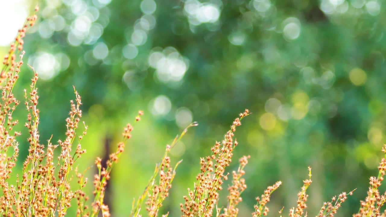 렉스 아세토셀라 (rumex acetosella) 식물이 바람에 부드럽게 흔들리고 있다.