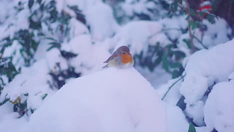 Junger-Robin-Vogel,-Der-Von-Einem-Schneehaufen-Fliegt