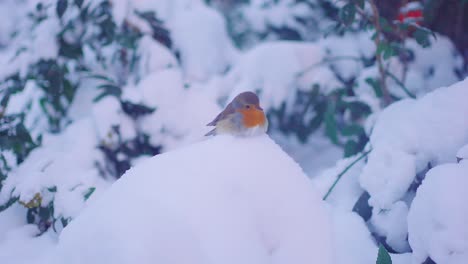 young robin bird flying off a heap of snow