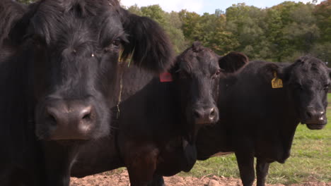 Porträt-Von-Drei-Schwarzen-Angus-Kühen,-Die-Auf-Der-Weide-Stehen