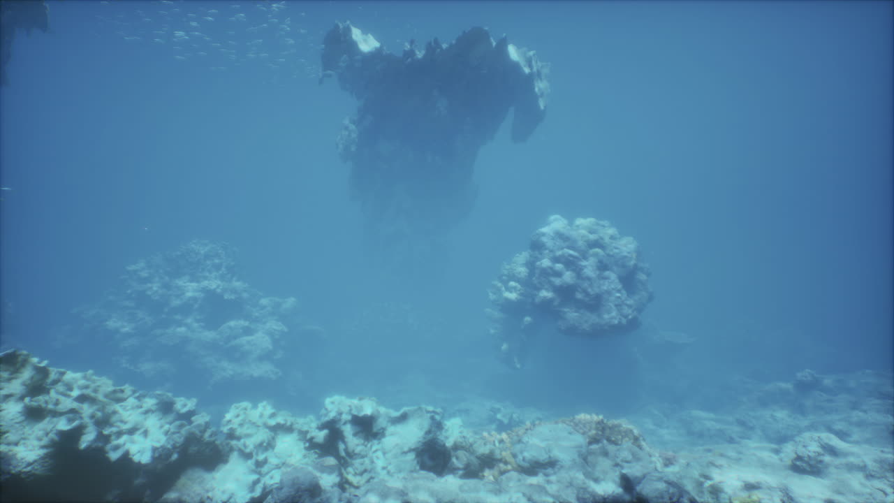 물  에 있는 산호초 의 놀라운 풍경