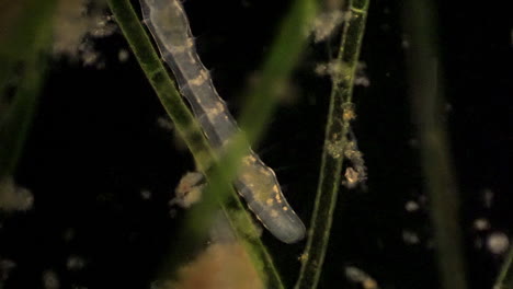 the microscopic segmented annelid, stylaria