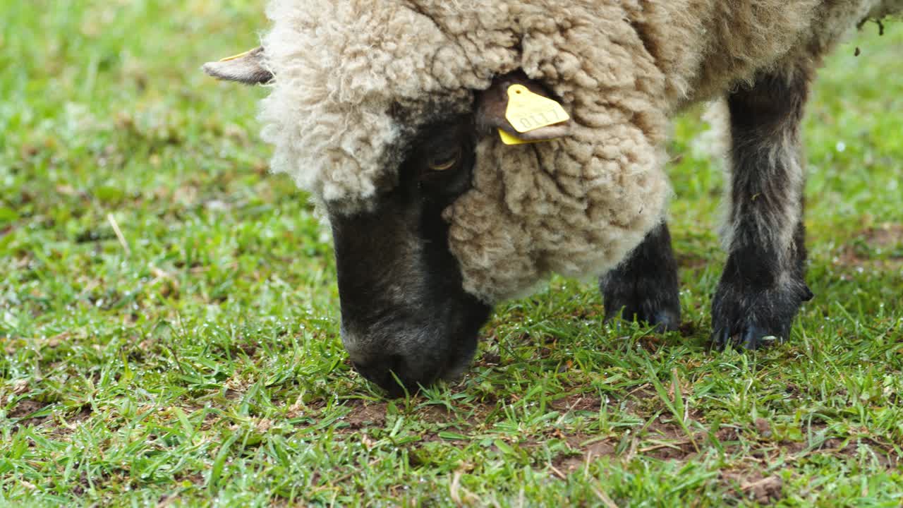 ovejas de cerca comiendo hierba en el pasto