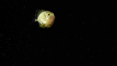Juvenile Jackfish (Carangidae sp )with a small Thysnastoma Jellyfish on it's chin in a symbiotic relationship.  1 of 2  60fps
