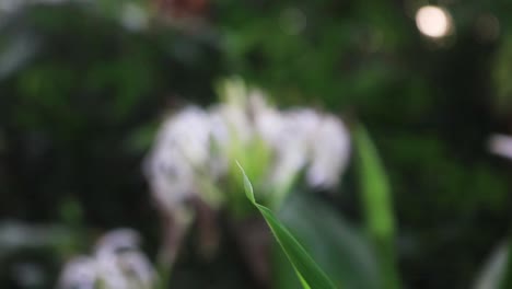 Brauner-Straßenhändler-Thront-Noch-Immer-Auf-Grünem-Blatt-Vor-Bokeh-Hintergrund,-Bevor-Er-Abfliegt