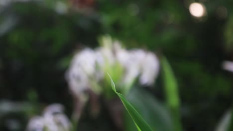 vendedor ambulante marrón posado todavía sobre una hoja verde contra el fondo bokeh antes de volar