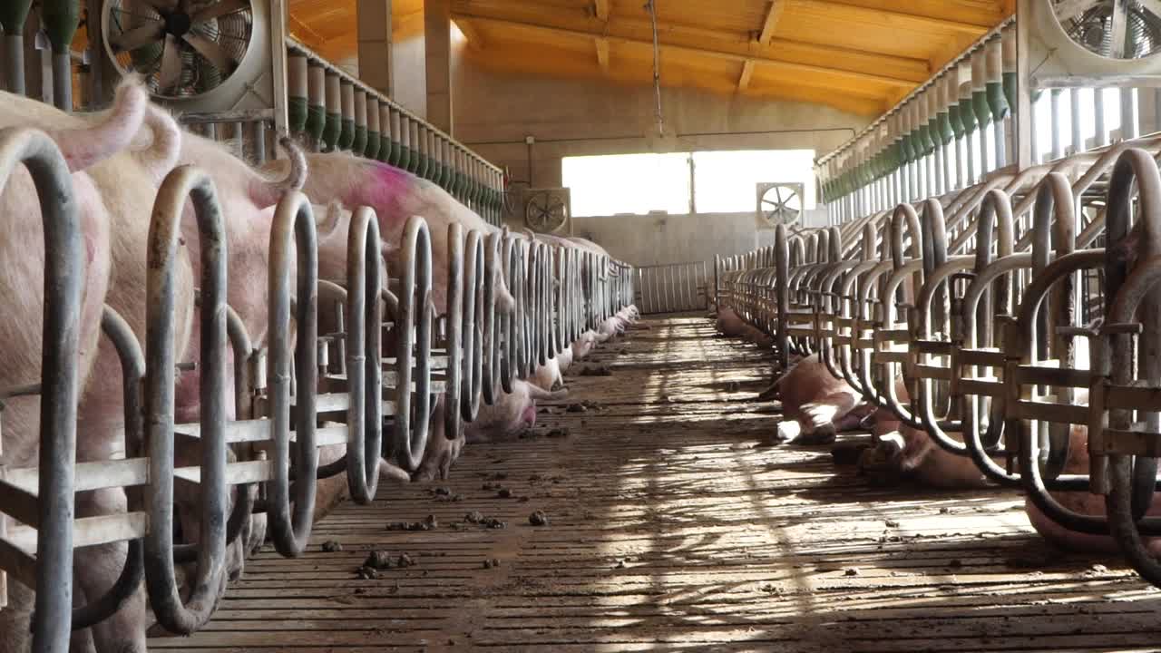 Farrowing sows standing in pens in insemination center