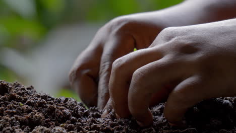 lady planting a green plant caring for environment