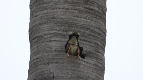 Beautiful-maina-bird-i-tree-nest-