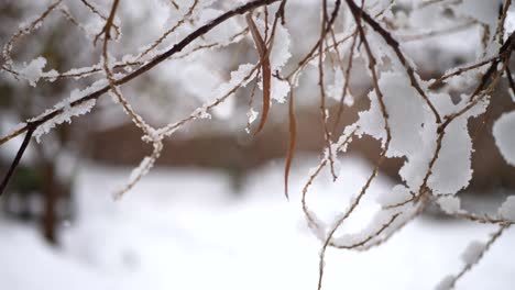 冬の天候嵐のスローモーション中に家の裏庭の木の枝に落ちる雪の結晶