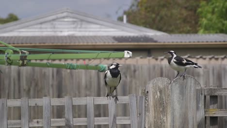 Magpie-lark-Mudlark-and-Juvenile-Perched-On-Fence-In-Garden-Australia-Maffra-Gippsland-Victoria-Slow-Motion