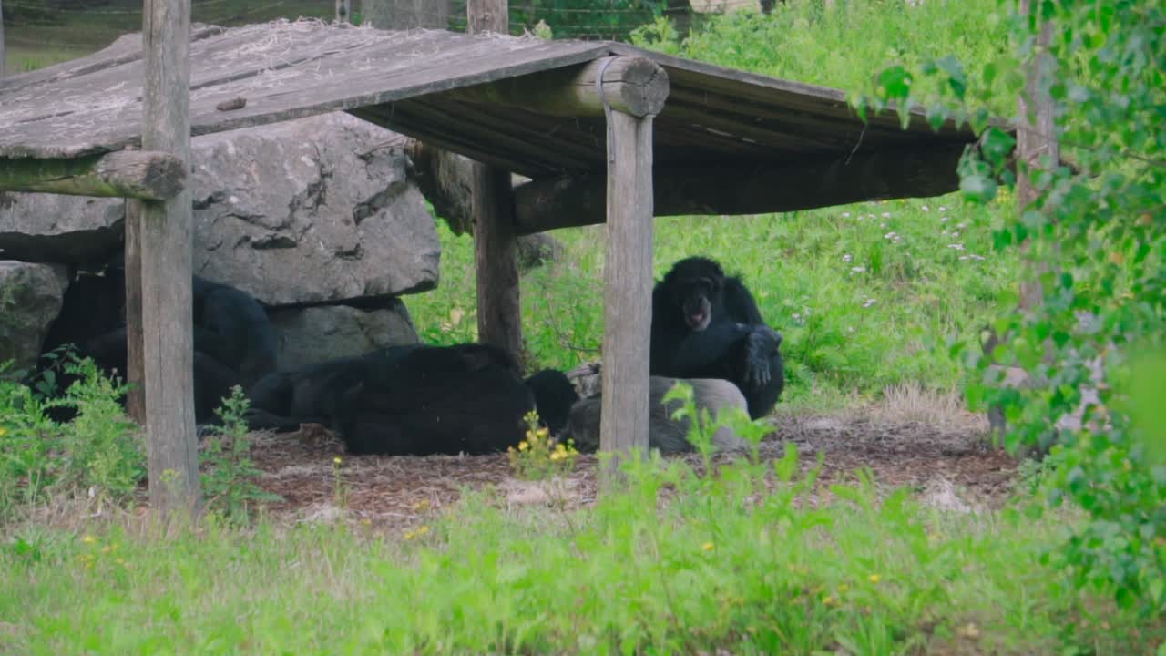 Un gruppo di scimmie che si rilassano sotto un riparo di legno, circondate dal verde.