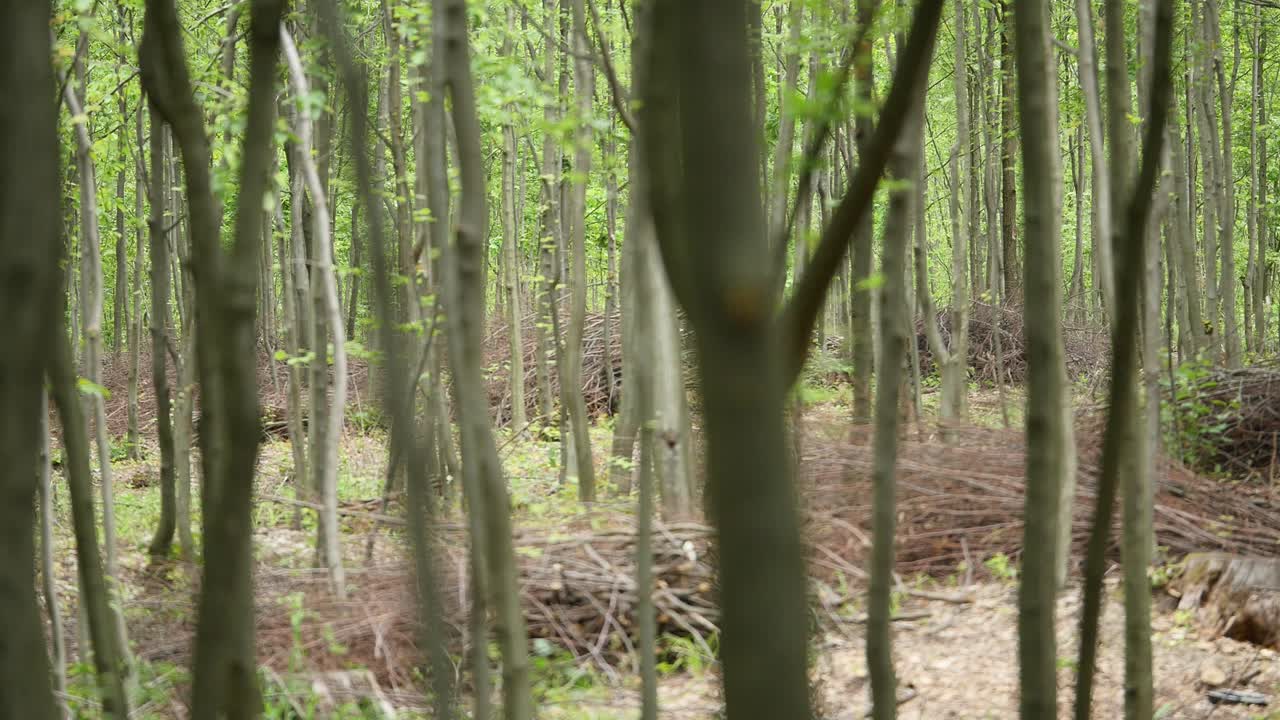 bosque. árboles de fondo. paisaje de naturaleza verde. desierto