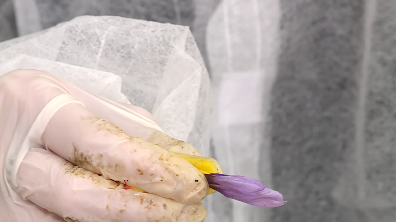 Saffron Processing