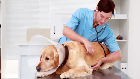 veterinarian examining a cute labrador