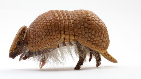 armadillo walking across white background - close up - cute