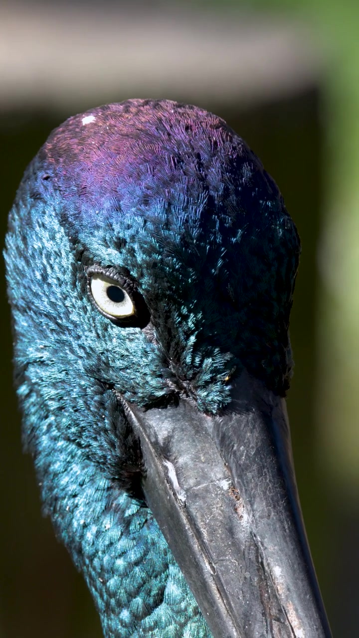 Primo piano dettagliato di una cicogna dal collo nero che sbatte le palpebre e si guarda intorno a Sancrox, Australia