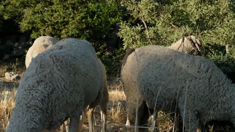 campo de pastoreo de ovejas