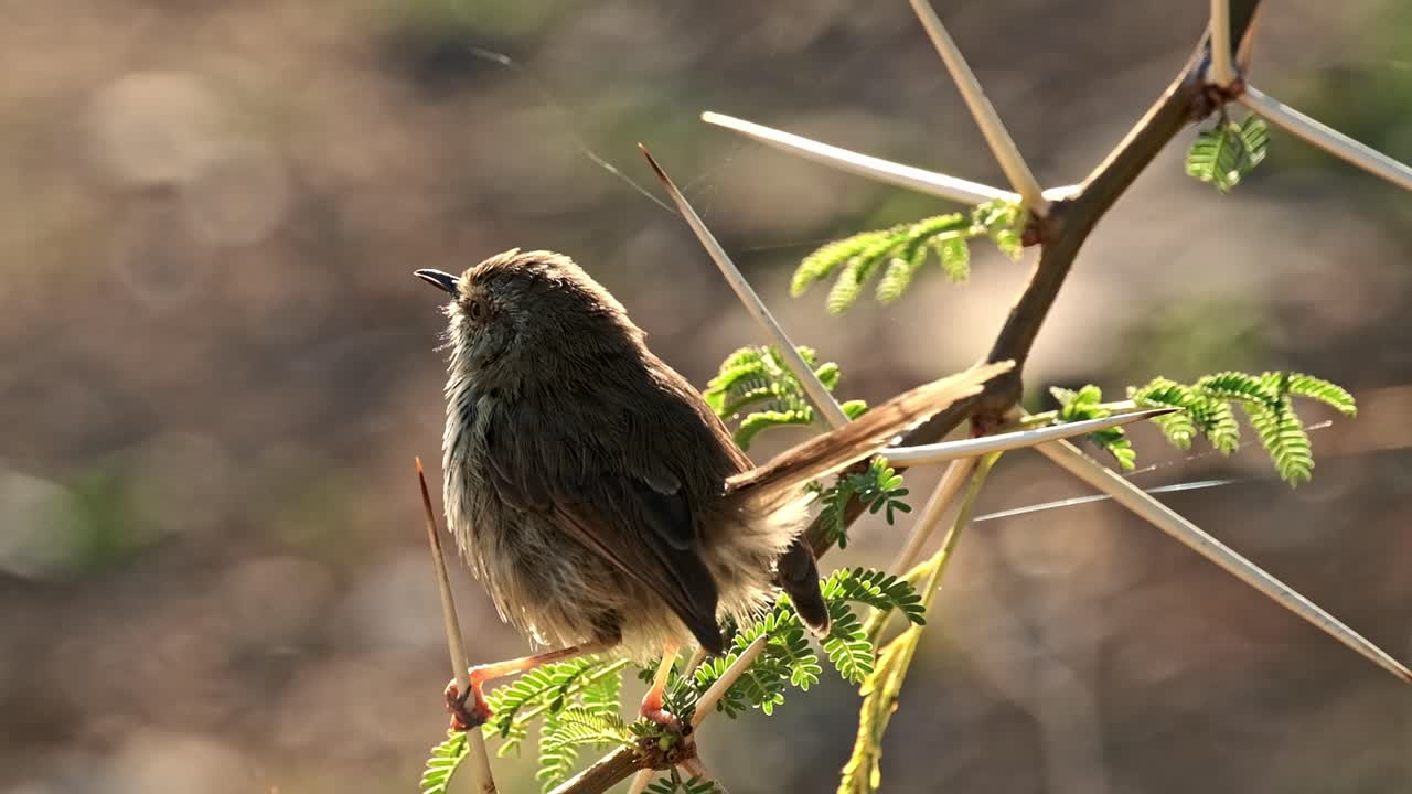 un pequeño pájaro lindo sentado en una rama de árbol de acacia con espinas al amanecer
