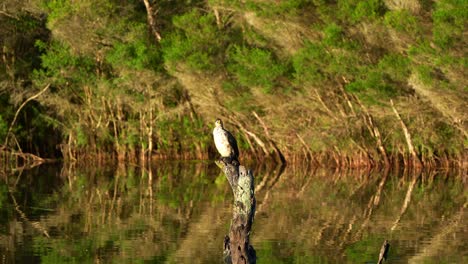 Ein-Kormoran-Thront-Auf-Einem-Baumstumpf-In-Einem-Feuchtgebiet,-Mit-Einem-üppigen-Wald-Im-Hintergrund-Und-Spiegelungen-Auf-Dem-Wasser.-Filmische-Zeitlupe,-Die-Australische-Wildtierarten-Im-Sonnenuntergang-Einfängt