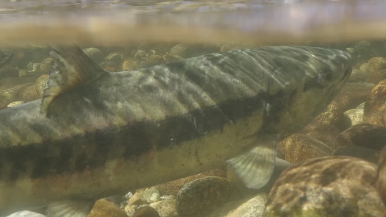 Chum salmon guarding their nest in shallow waters in the Pacific Northwest in Canada.