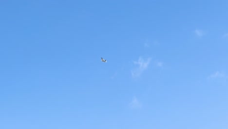 an f-22 raptor performs aerial maneuvers against a clear blue sky at the avalon airshow in geelong, australia