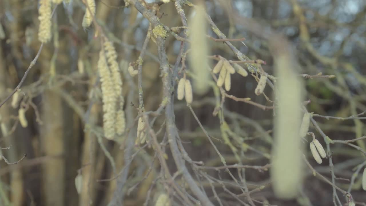 Catkins hanging from tree in woodland signal early spring