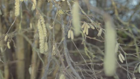 Catkins hanging from tree in woodland signal early spring