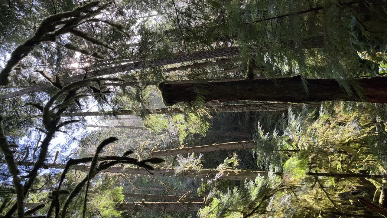 양치류가 나무 아래에서 자라는 울창한 숲의 전망 - 세로 방향