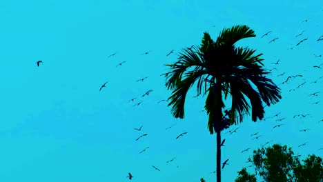 murmuration of migratory birds flying around a palm tree