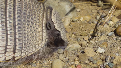 armadillo searches on the sand with its snout