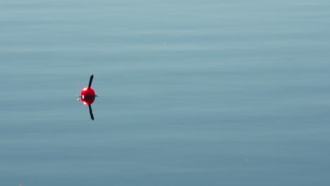 red fishing float on a calm water surface