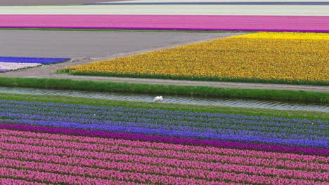 vista en órbita aérea de un baño blanco de pie a lo largo de un canal entre un mar de tulipanes de múltiples colores plantados en filas rectangulares y rectangulares