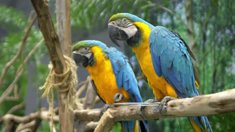 una pareja de ara ararauna azul y dorado están sentados en una rama artificial dentro de un zoológico en bangkok, tailandia